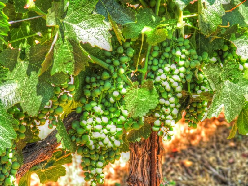 WG4n.jpg :: Wine Grapes
