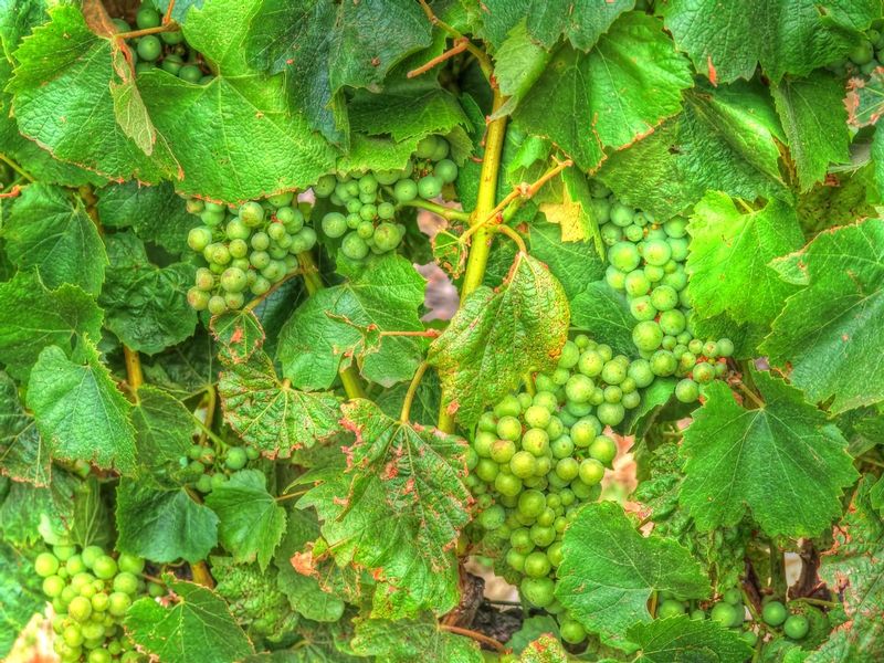 WG5n.jpg :: Wine Grapes