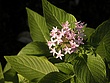 prvDSCN2088.jpg