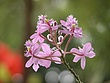 prvDSCN4442.jpg