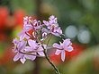 prvDSCN4444.jpg