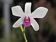 prvDSCN4453.jpg