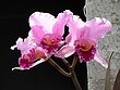 prvDSCN4481.jpg