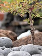 prvDSCN4498.jpg