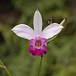prvflower345.jpg