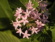 prvpink-flower-1b.jpg