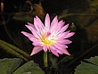 prvpink-flower-lilly-1d4.jpg