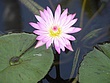 prvpink-flower-lilly-1k.jpg