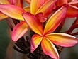 prvpink-yellow-plumeria.jpg