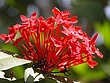 prvred-flower-2a.jpg