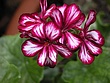 prvred-flower-2e.jpg