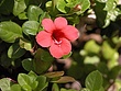 prvred-flower-2g.jpg
