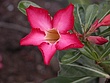 prvred-flower1.jpg