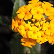 prvyellow-flower-2b1.jpg