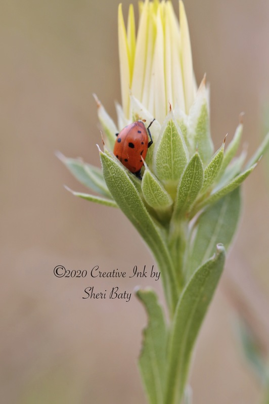 2020_06_09 Head in the Flowers (6).jpg