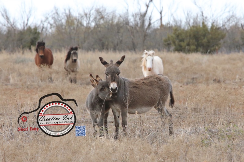 2021_01_02 In a World of Horses Be A Donkey_C .jpg