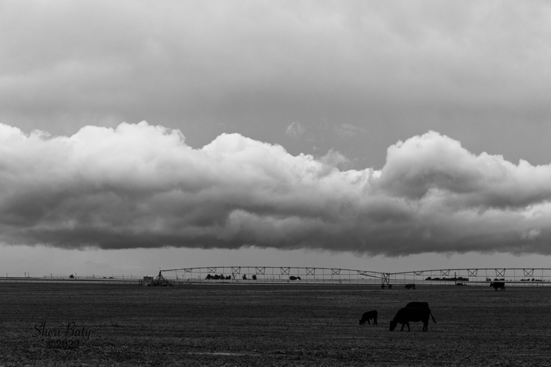 c_Grazing_r0H6A2246bw.jpg :: r0H6A2246bw