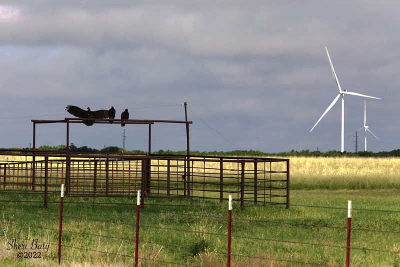 c_Spread Your Wings and Fly_r0H6A2253ra16x24.jpg