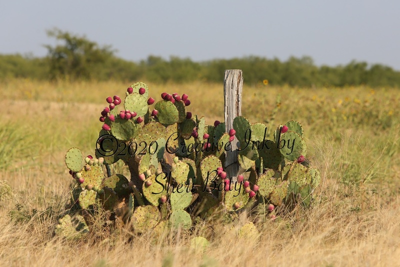 2020 Golden Hour Prickly Pear.jpg