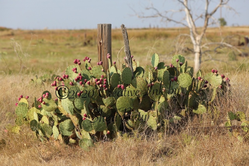 2020 Wired Prickly Pear at Golden Hour.jpg