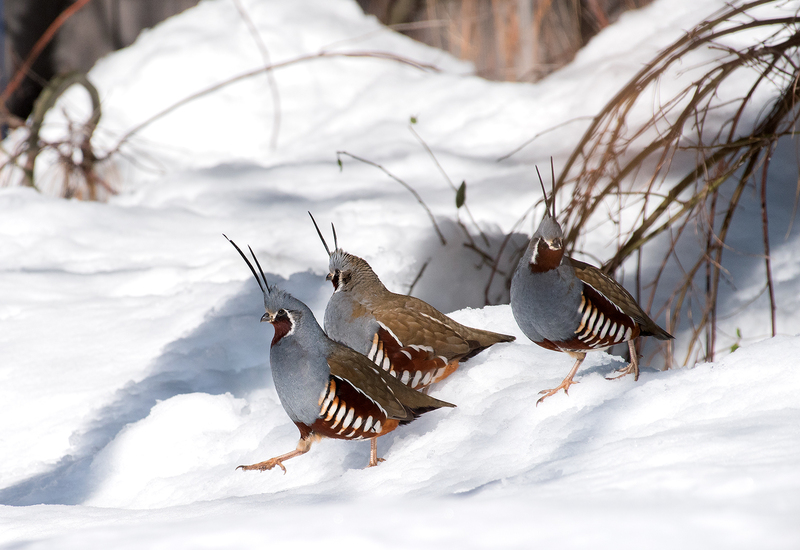 1575 Winter Mountain Quail I 20x29(1).jpg