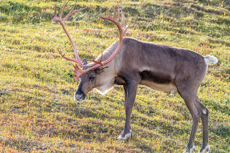 1777 Autumn Caribou XI  34x51(1).jpg