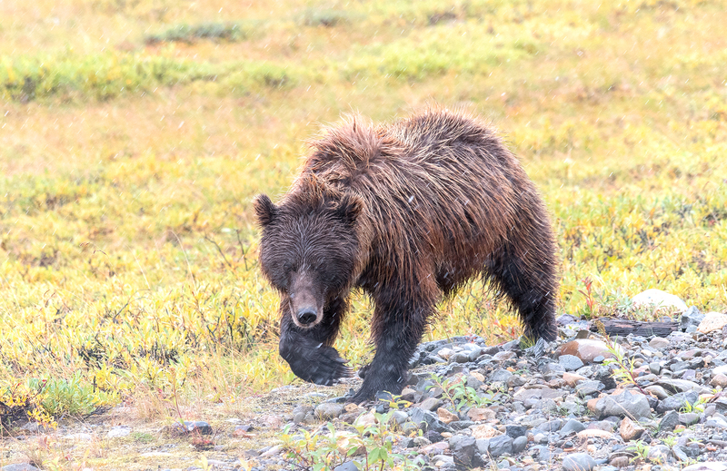 1781 Rain Grizzly  24x37(1).jpg