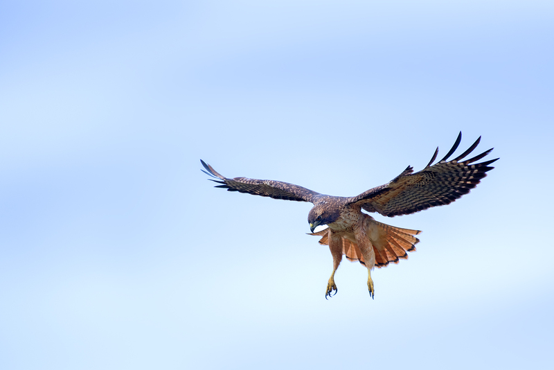 1793 Hovering Red Tail Hawk IV 24x36(1).jpg