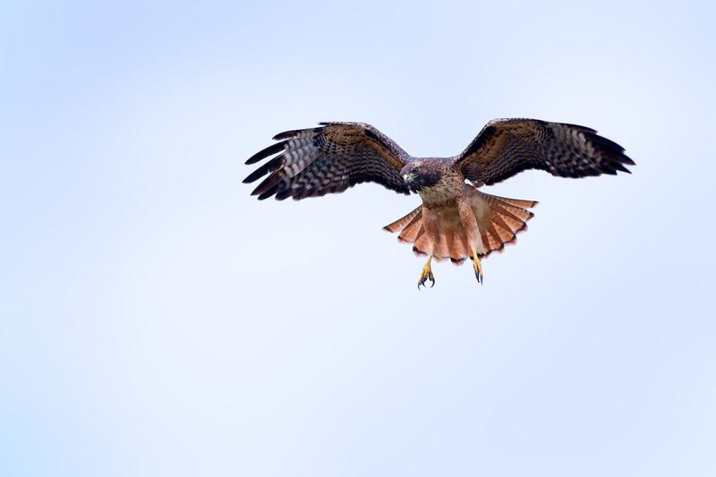 1795 Hovering Red Tail Hawk V 32x48(1).jpg