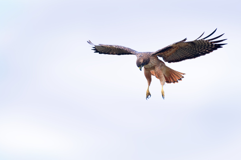 1796 Red Tail VI 20x30(1).jpg