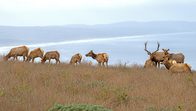 1805 Tule Elk  Ocean II 30x53(1).jpg