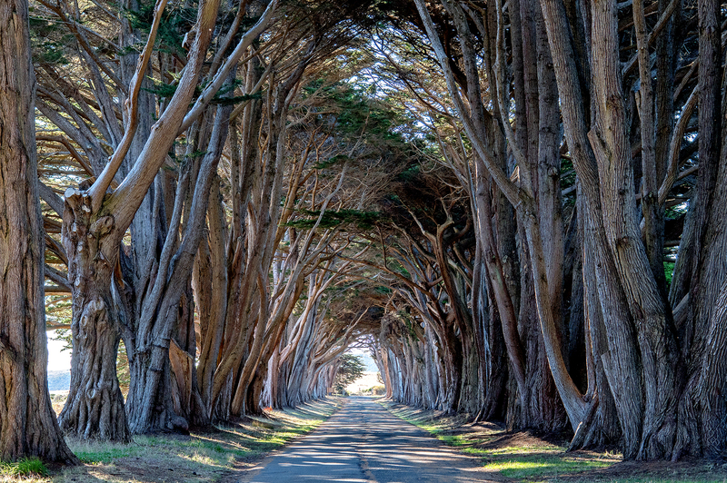 1806 Pt Reyes Tree Tunnel I 24x36(1).jpg