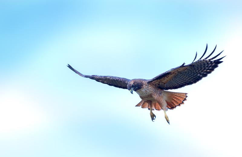 1808 Hovering Red Tail Hawk VI 24x37 v2(1).jpg