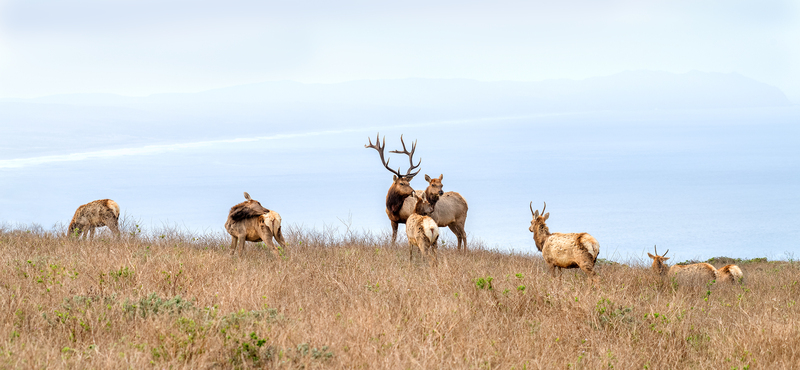 1809 Tule Elk  Ocean II 30x65(1).jpg