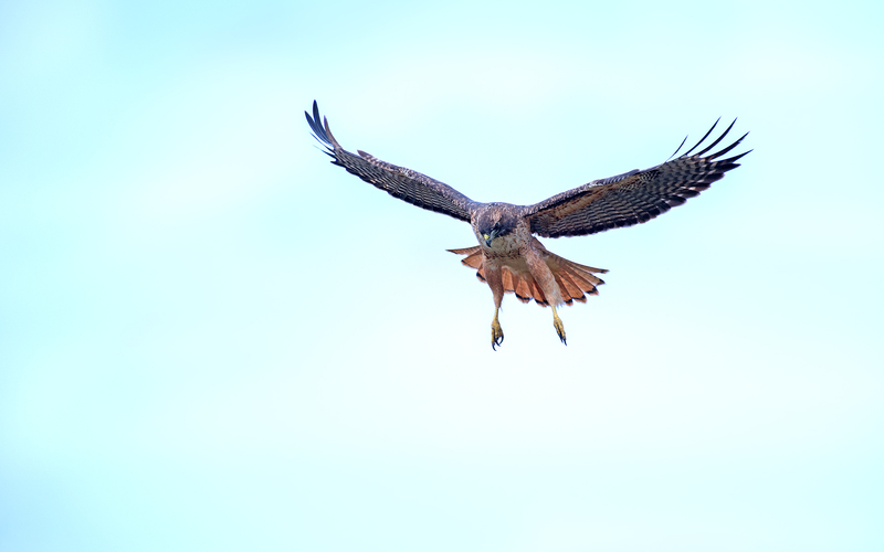 1812 Hovering Red Tail Hawk VII 30x48(1).jpg