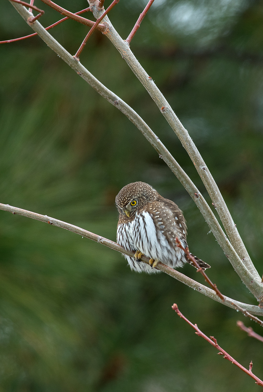 1813 Pygmy Owl III  20x30(1).jpg