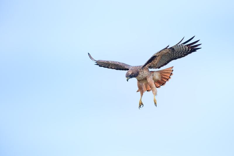 1822 Hovering Red Tail Hawk VIII 24x36(1).jpg