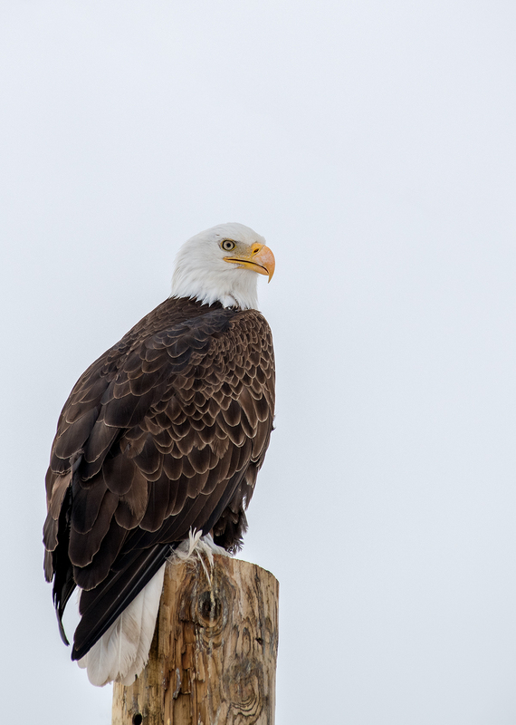 1824 Bald Eagle Winter VII 25x35(1).jpg