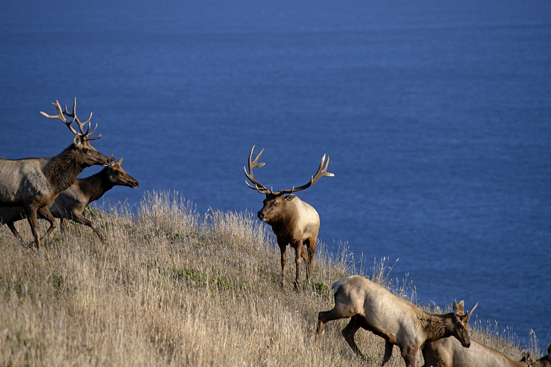 1838 Pt Reyes Elk  Ocean V 36x54(1).jpg