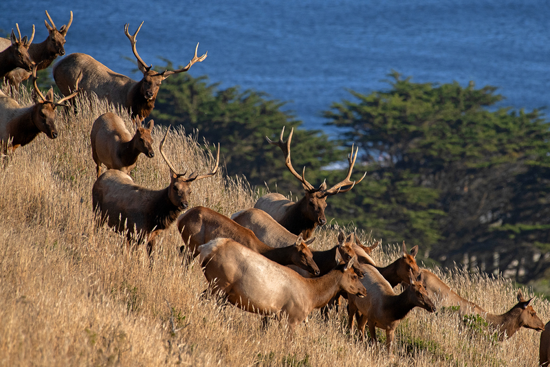 1840 Tule Elk Sunset I 36x54(1).jpg
