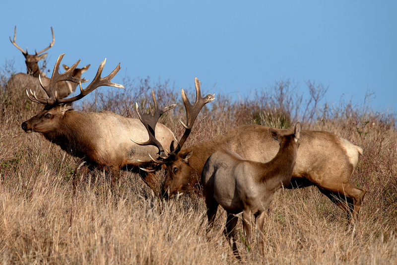 1841 Point Reyes Elk Rut I 30x45(1).jpg