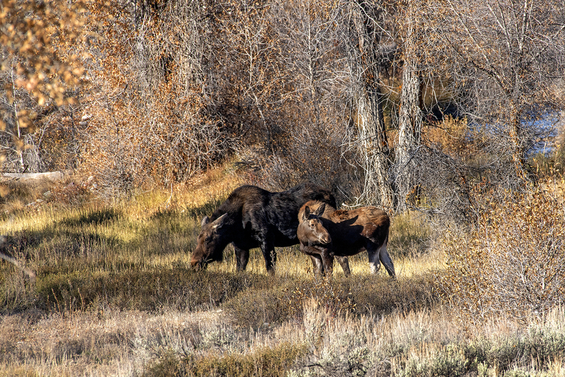 1860 Autumn Moose I 36x54(1).jpg