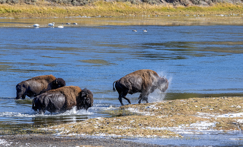 1865 Buffalo Crossing II 34x56.jpg