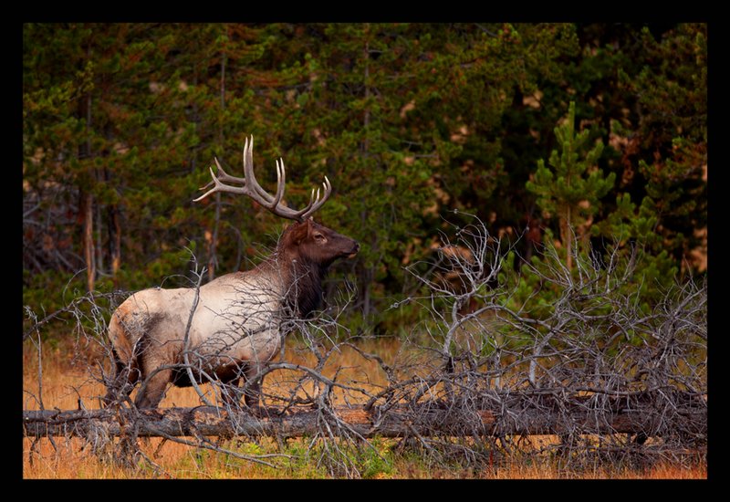 583 Firehole River Elk VIII.jpg
