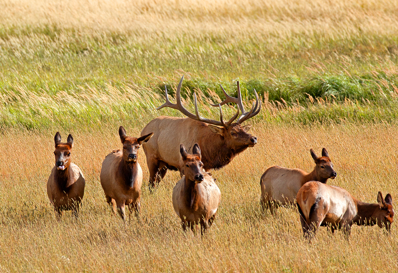 812 Elk Autumn XI.jpg
