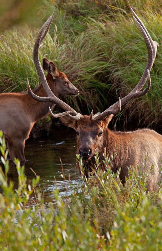 814 Elk Autumn XIV.jpg