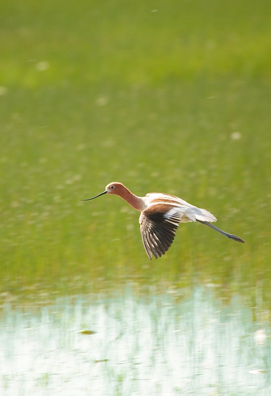 American Avocet Flying II.jpg :: Catalogue No. 103

Image Size:   16X24 in. on Canvas or Paper
              13X19 on Art Paper