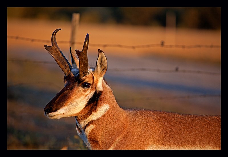 Antelope Sunset I.jpg :: Catalogue No. 557

Image Size: 13X19 in. on Art Paper
             16X24 in. on Paper or Canvas 
              22X32 in. on Canvas

ON DISPLAY in GRAND TETON NATIONAL PARK
