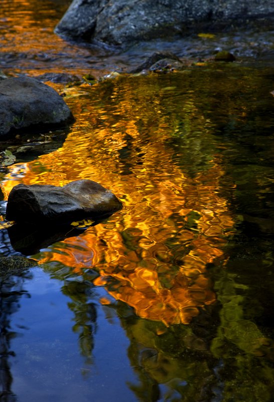 Autumn Gold III Wild Plum Creek.jpg :: Catalogue No. 317

Image Size:   16X24 in. on Canvas or Paper
              13X19 on Art Paper