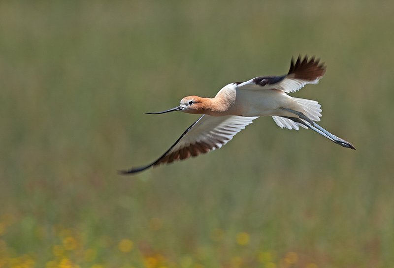 Avocet Flying III  RI.jpg :: Catalogue No. 662

Image Size:  13X19 in. on Art Paper
           